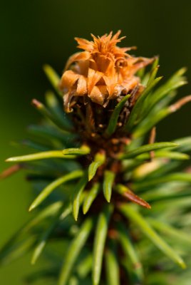 Picea abies 'Virgata' - smrk ztepilý - květenství samčí